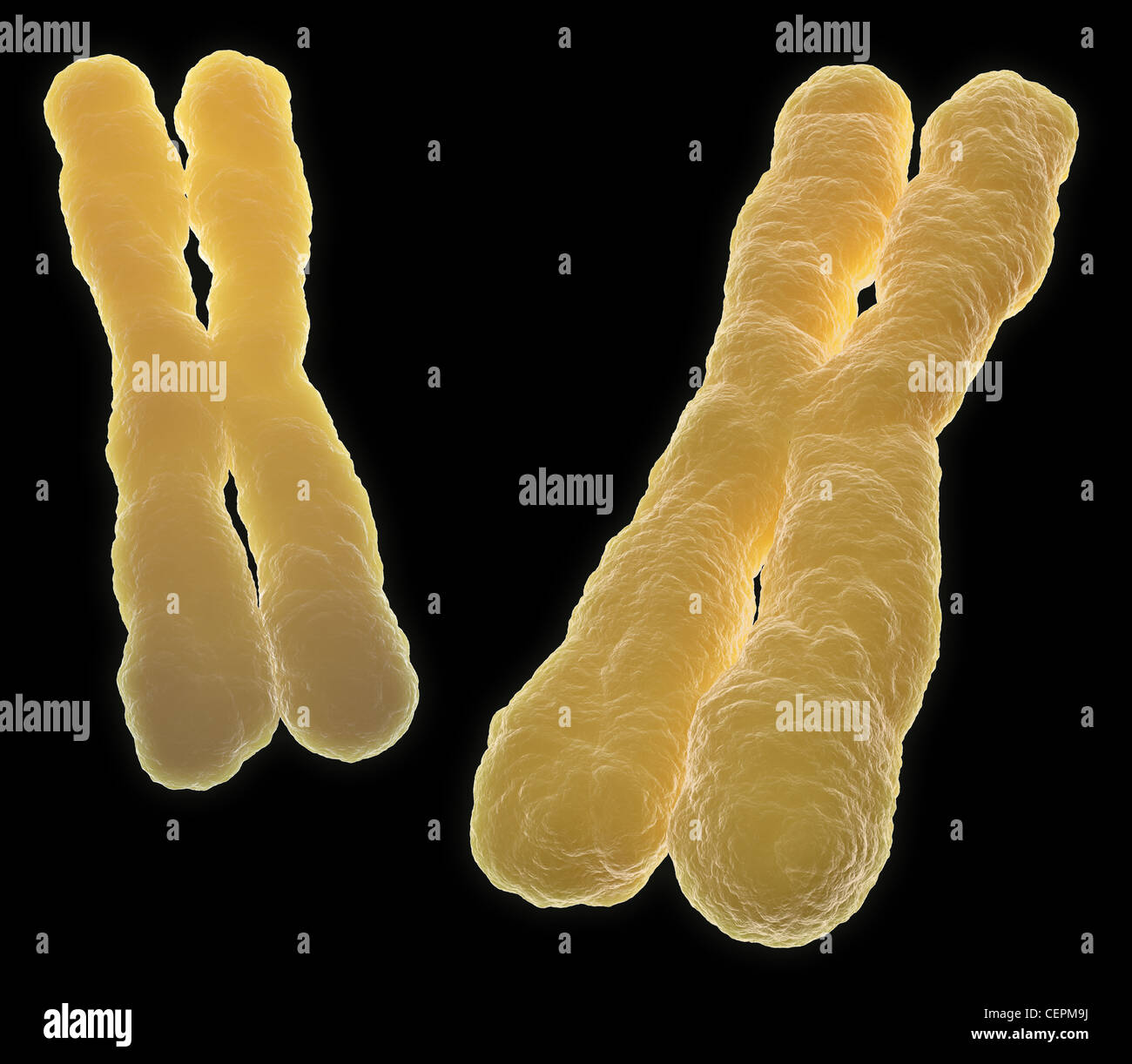 A human chromosome - scientific illustration Stock Photo