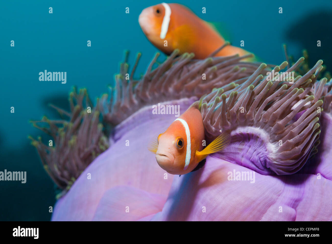 Maldives Anemonefish in Magnificent Sea Anemone Amphiprion nigripes Heteractis magnifica Baa Atoll Indian Ocean Maldives Stock Photo