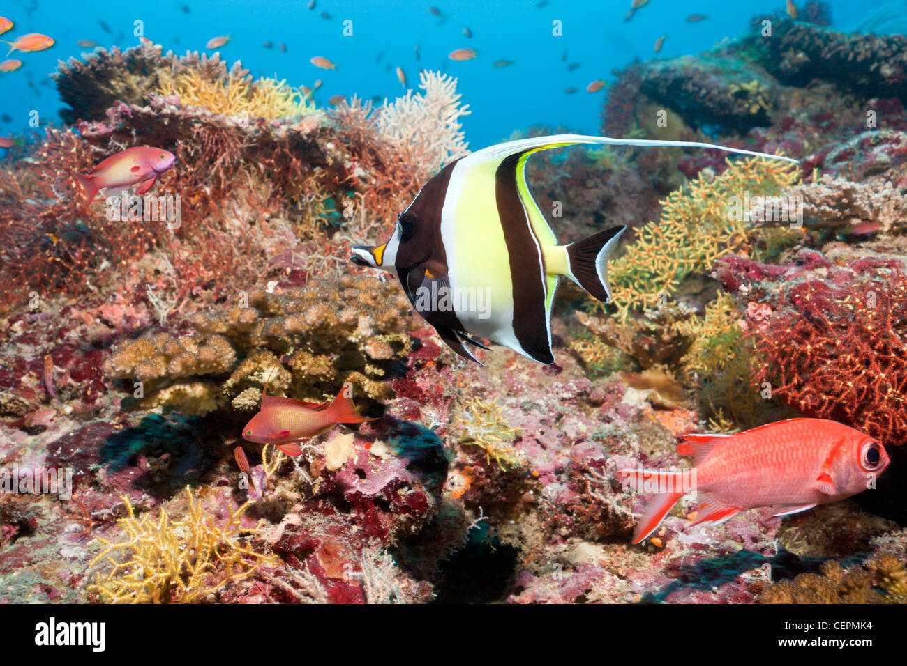 Moorish Idol in Coral Reef, Zanclus cornutus, North Male Atoll, Maldives Stock Photo