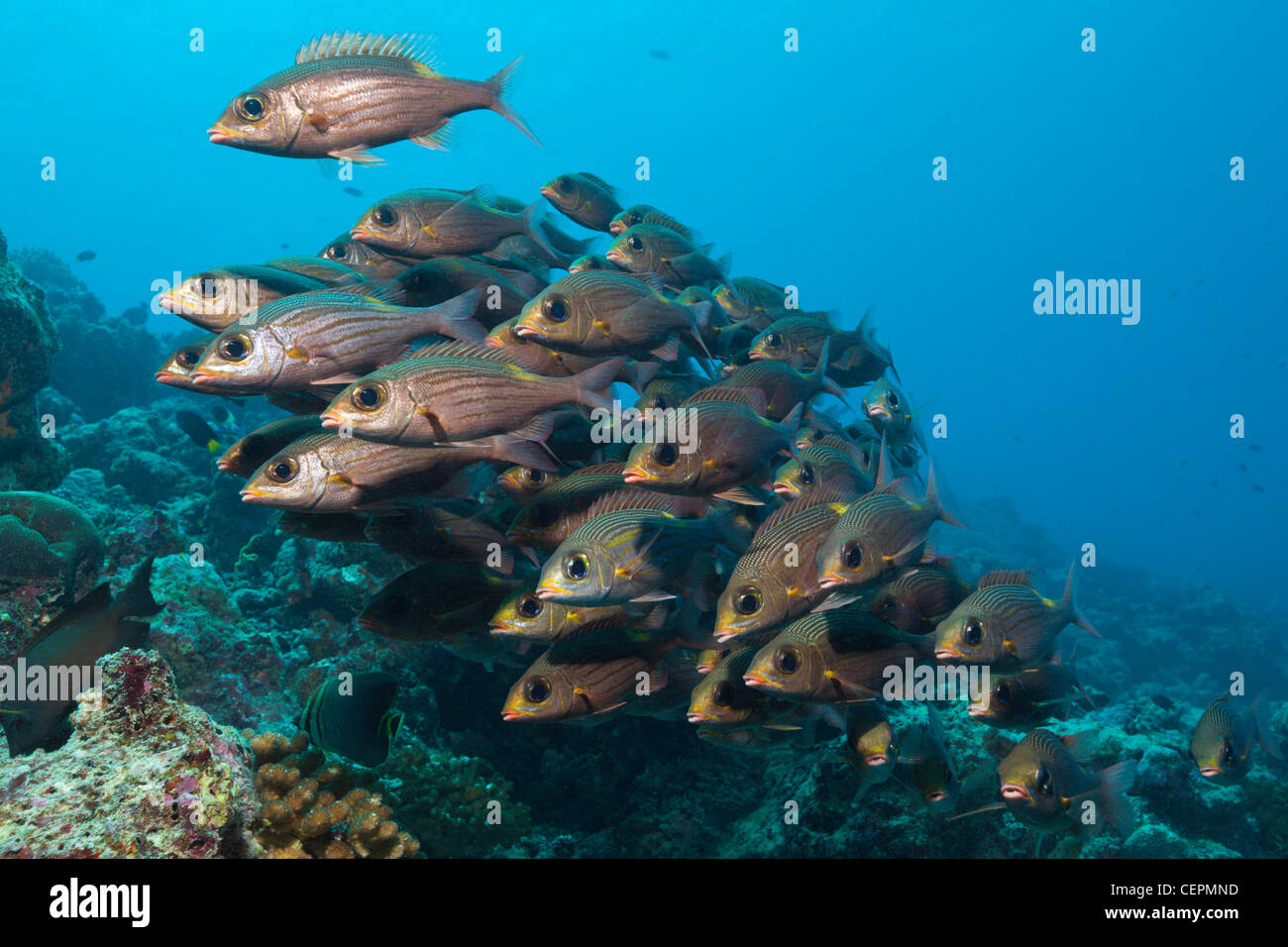 Shoal of Glowspot Emperor, Gnathaodentex aurolineatus, Baa Atoll, Indian Ocean, Maldives Stock Photo
