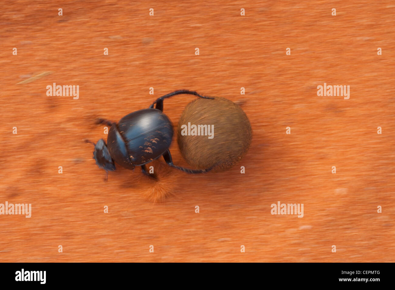 Dung beetles feed partly or exclusively on feces. They belong to the family Scarabaeoidea Stock Photo