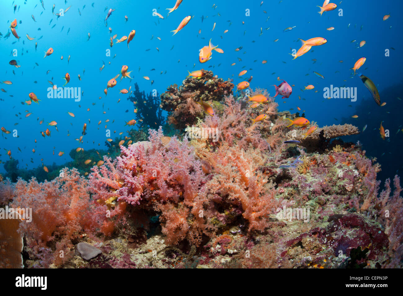 Soft Coral Reef, North Male Atoll, Maldives Stock Photo