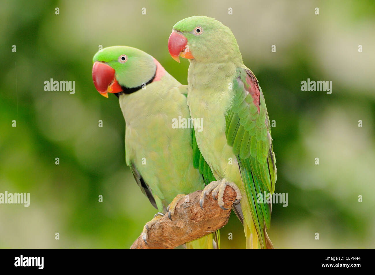 Indian Ringneck Parrot Psittacula krameri manillensis Male and female Captive Stock Photo