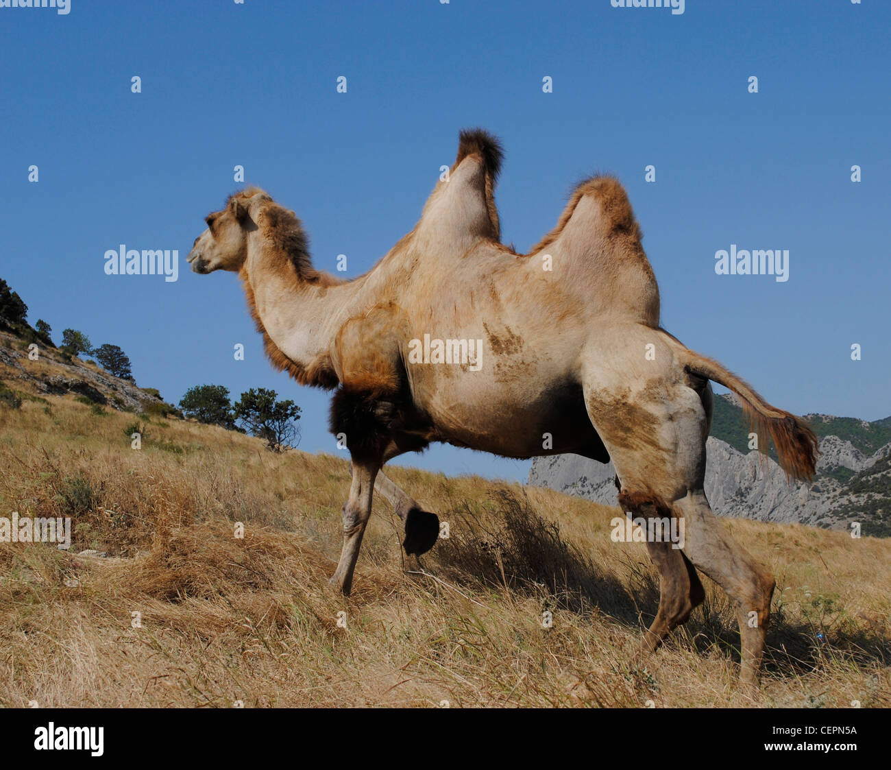 Hump animal hi-res stock photography and images - Alamy