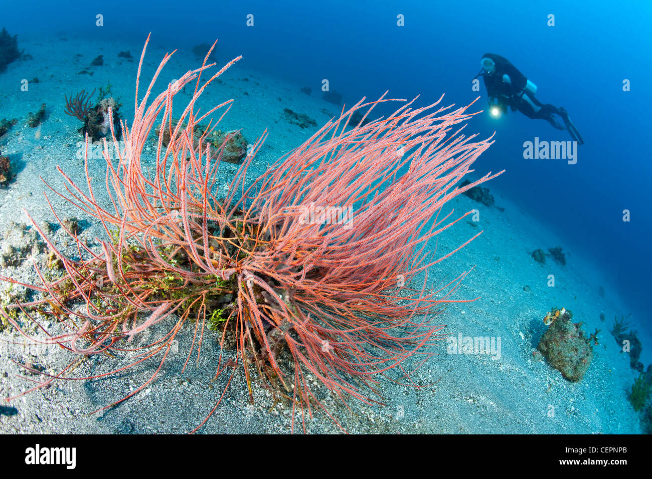 Scuba Diver and red Sea Whips, Ellisella ceratophyta, Halmahera, Moluccas, Indonesia Stock Photo