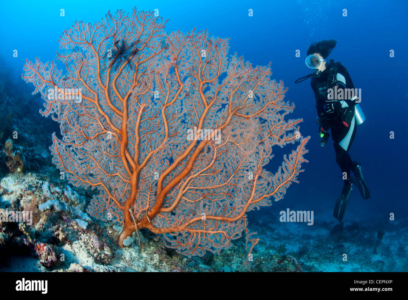 Scuba Diver and Sea Fan, Semperina sp., Halmahera, Moluccas, Indonesia Stock Photo