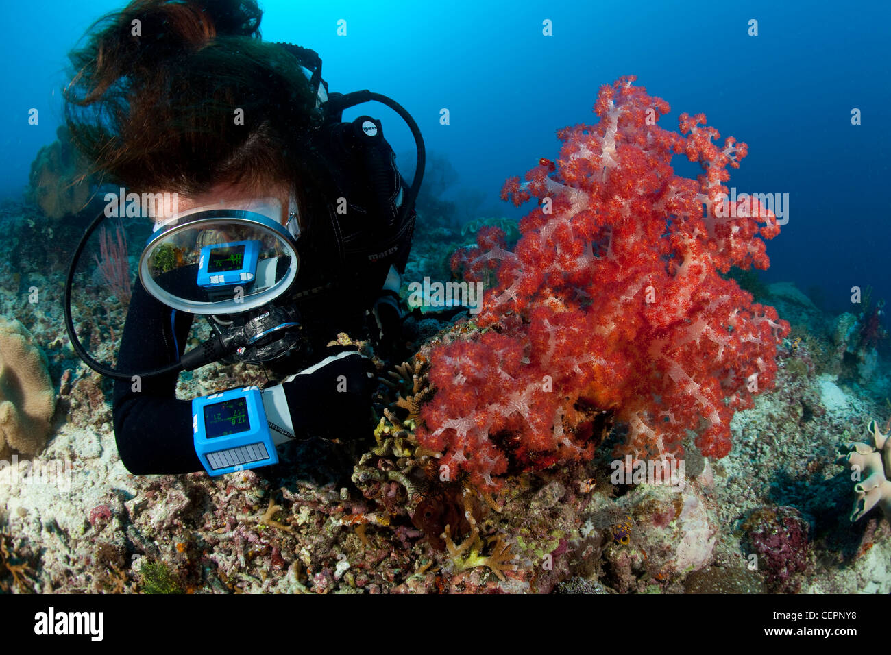 Scuba Diver controlling dive time on diving computer, Halmahera, Moluccas, Indonesia Stock Photo