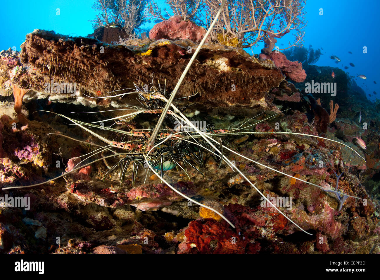 Ornate Spiny Lobster, Panulirus ornatus, Halmahera, Moluccas, Indonesia Stock Photo