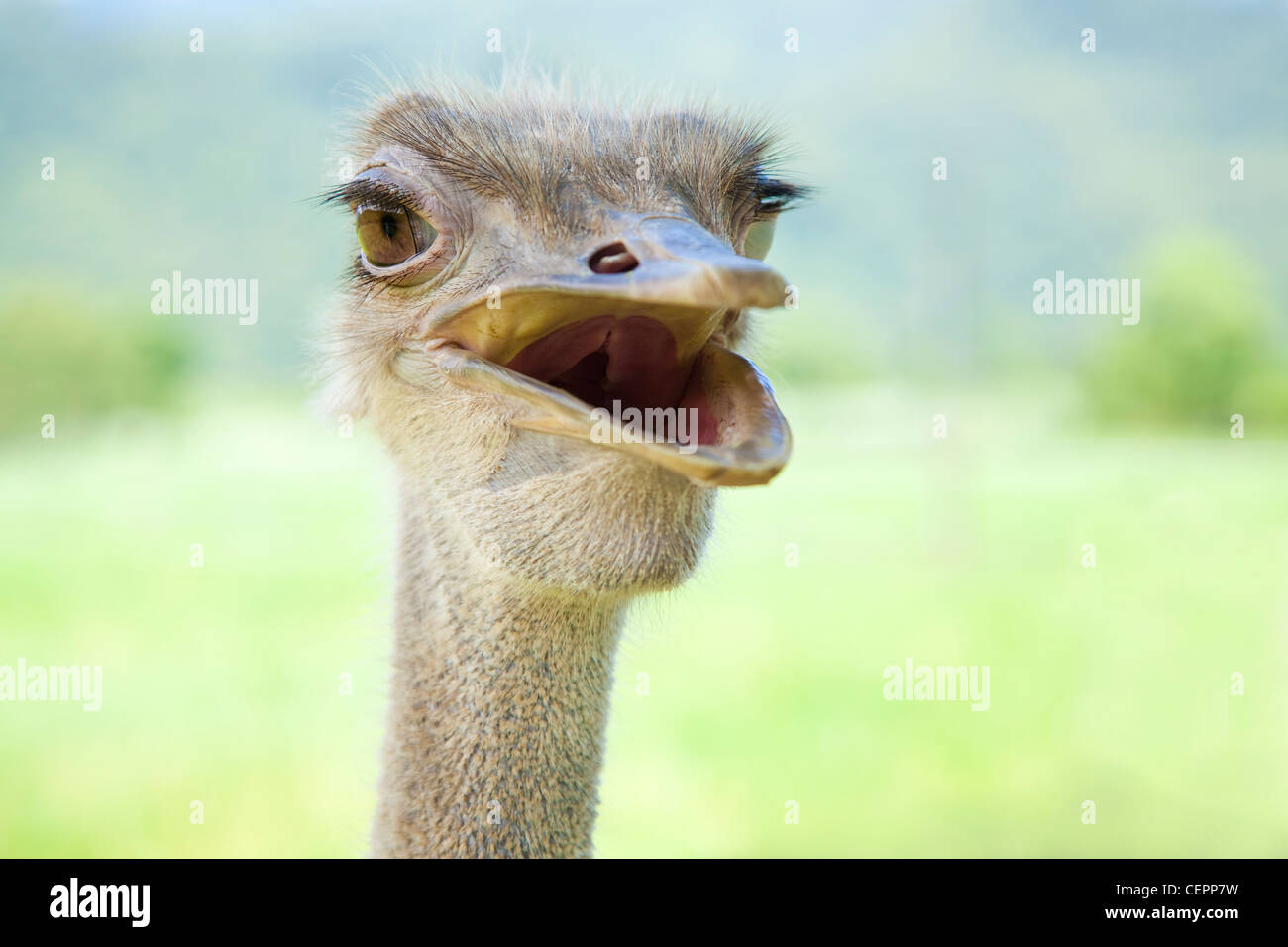 close up of ostrich Stock Photo