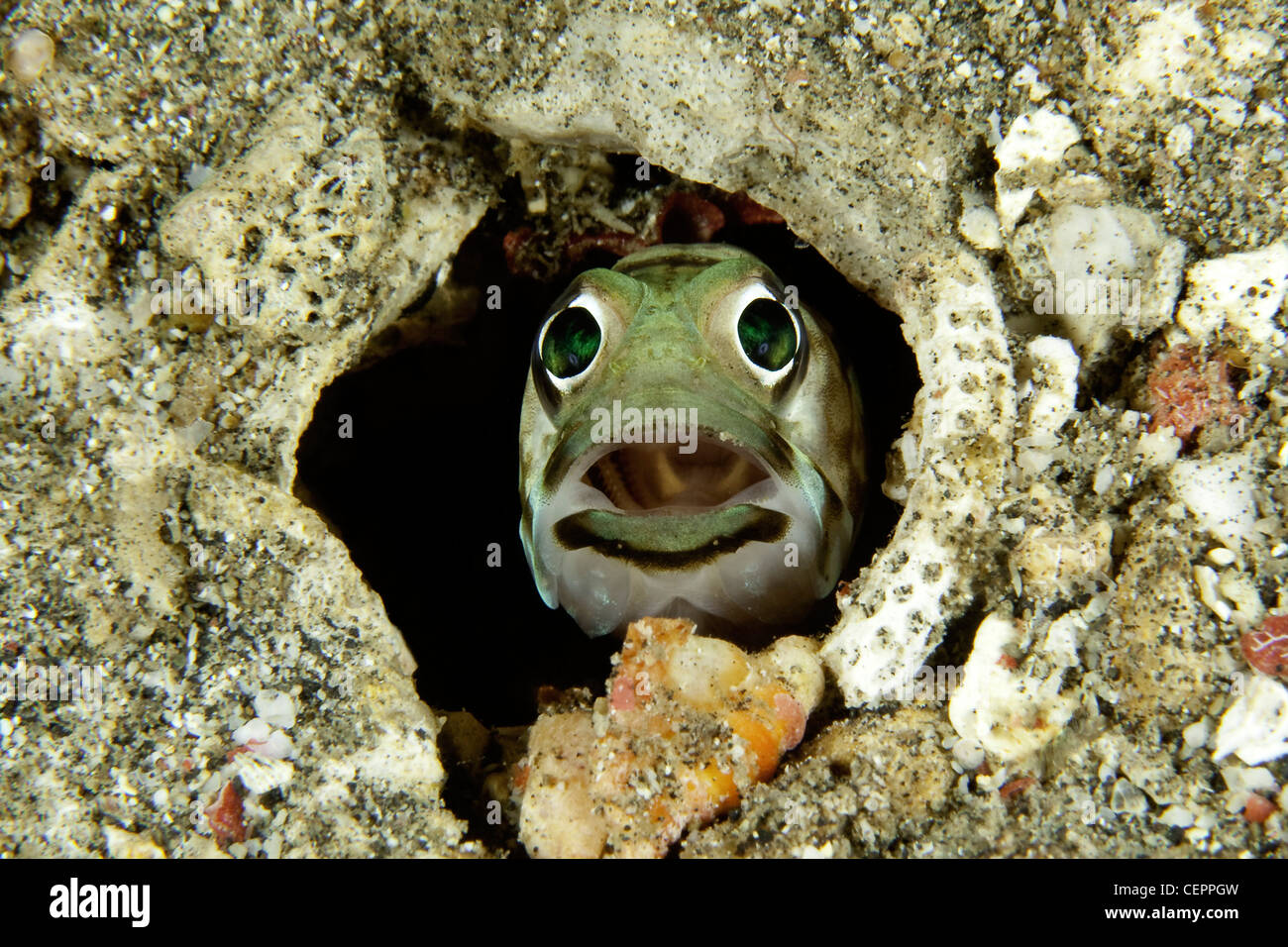 Jawfish in his Hole, Opistognahus sp., Lembeh Strait, Sulawesi, Indonesia Stock Photo