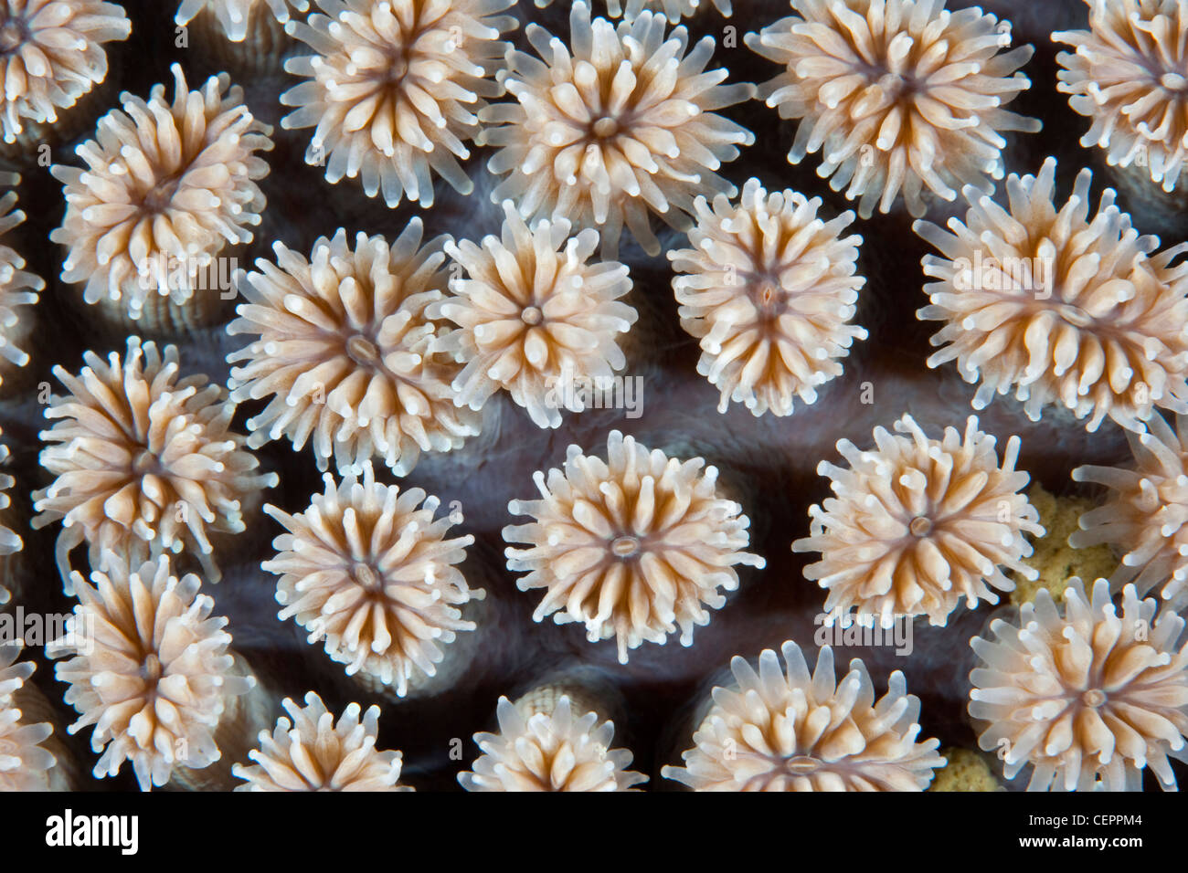 Polyps of Hard Coral Colony, Galaxea fascicularis, Lembeh Strait, Sulawesi, Indonesia Stock Photo