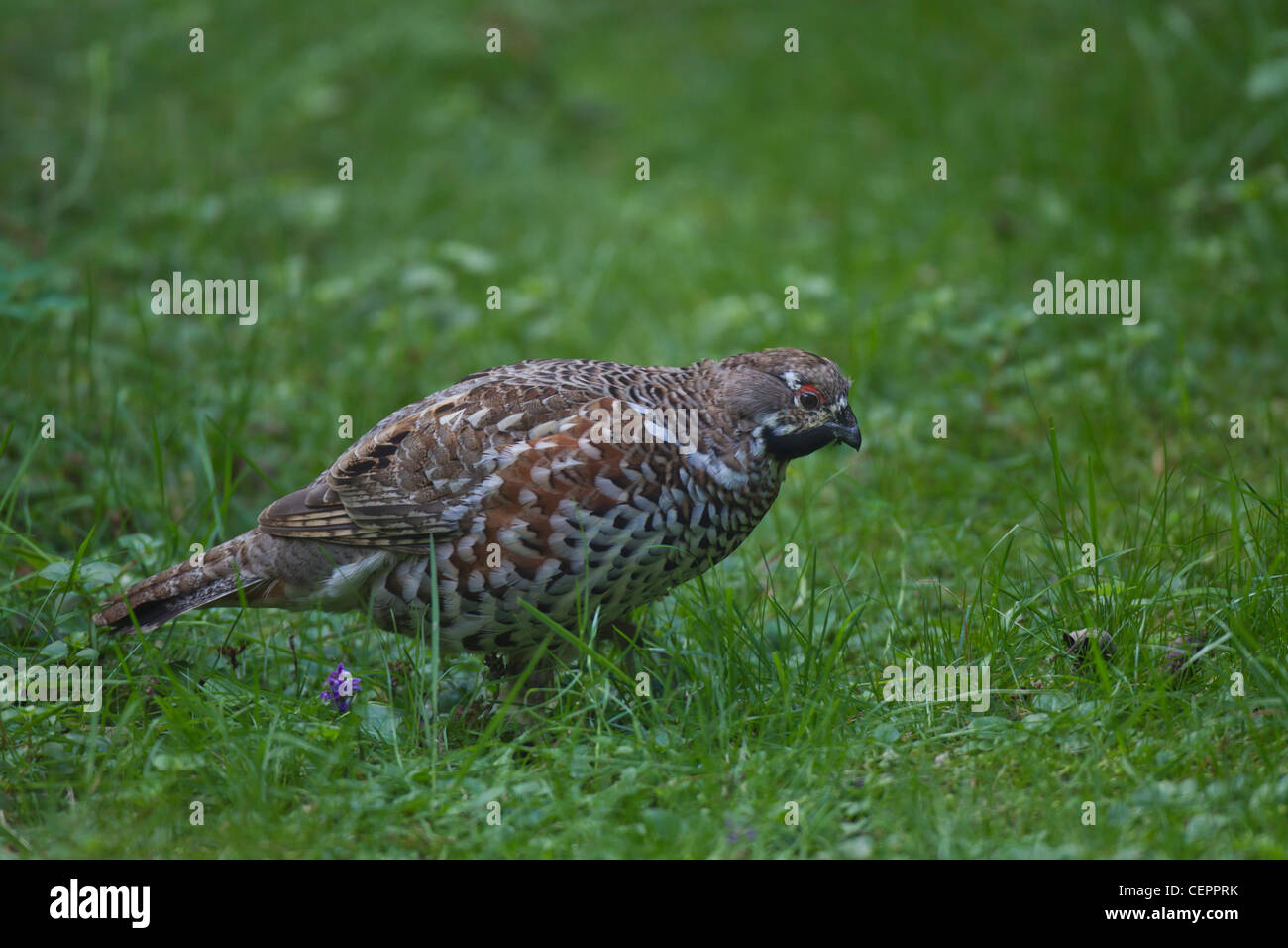 Haselhuhn Hazel Grouse Hazel Hen Tetrastes bonasia Stock Photo