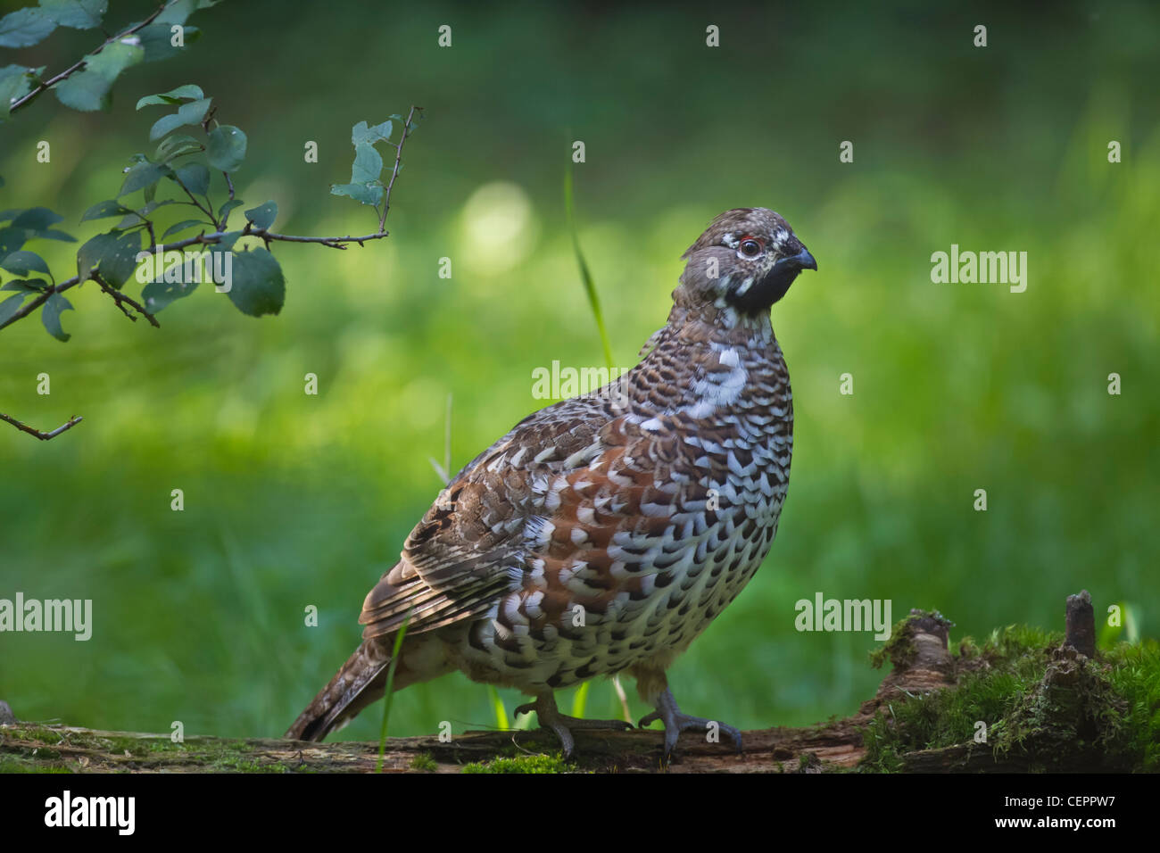 Haselhuhn Hazel Grouse Hazel Hen Tetrastes bonasia Stock Photo