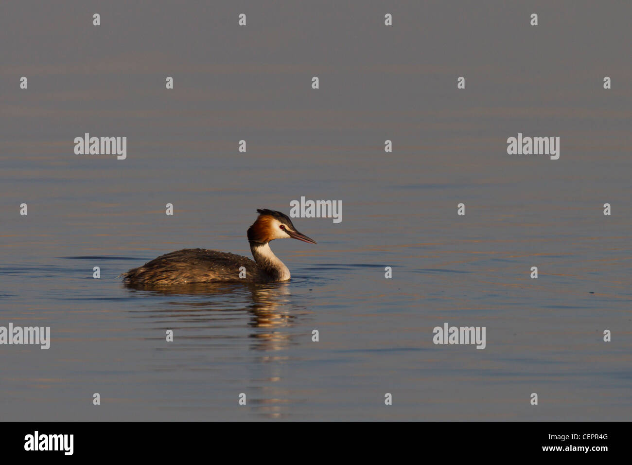 Great Crested Grebe Haubentaucher Podiceps cristatus Stock Photo