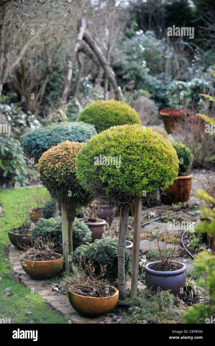 A garden designed for winter colour near Montgomery, Powys UK Stock Photo