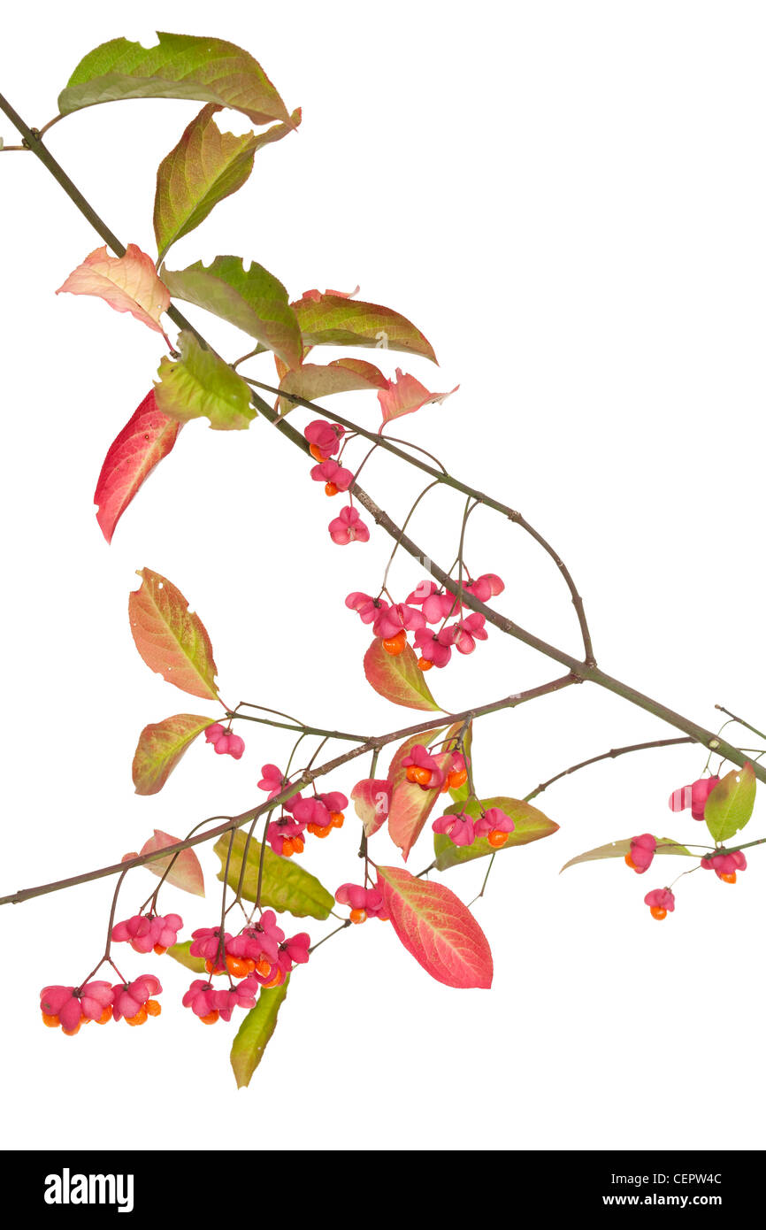 fruits and seed( Euonymus europaeus) on spindle tree Stock Photo