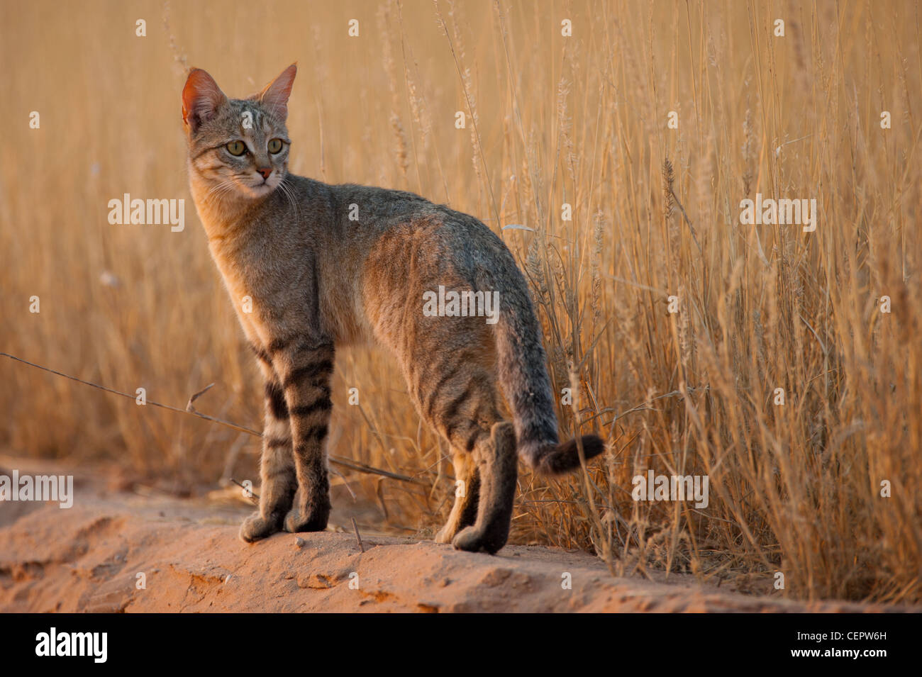 Leopard at Ground-level at Night Stock Photo