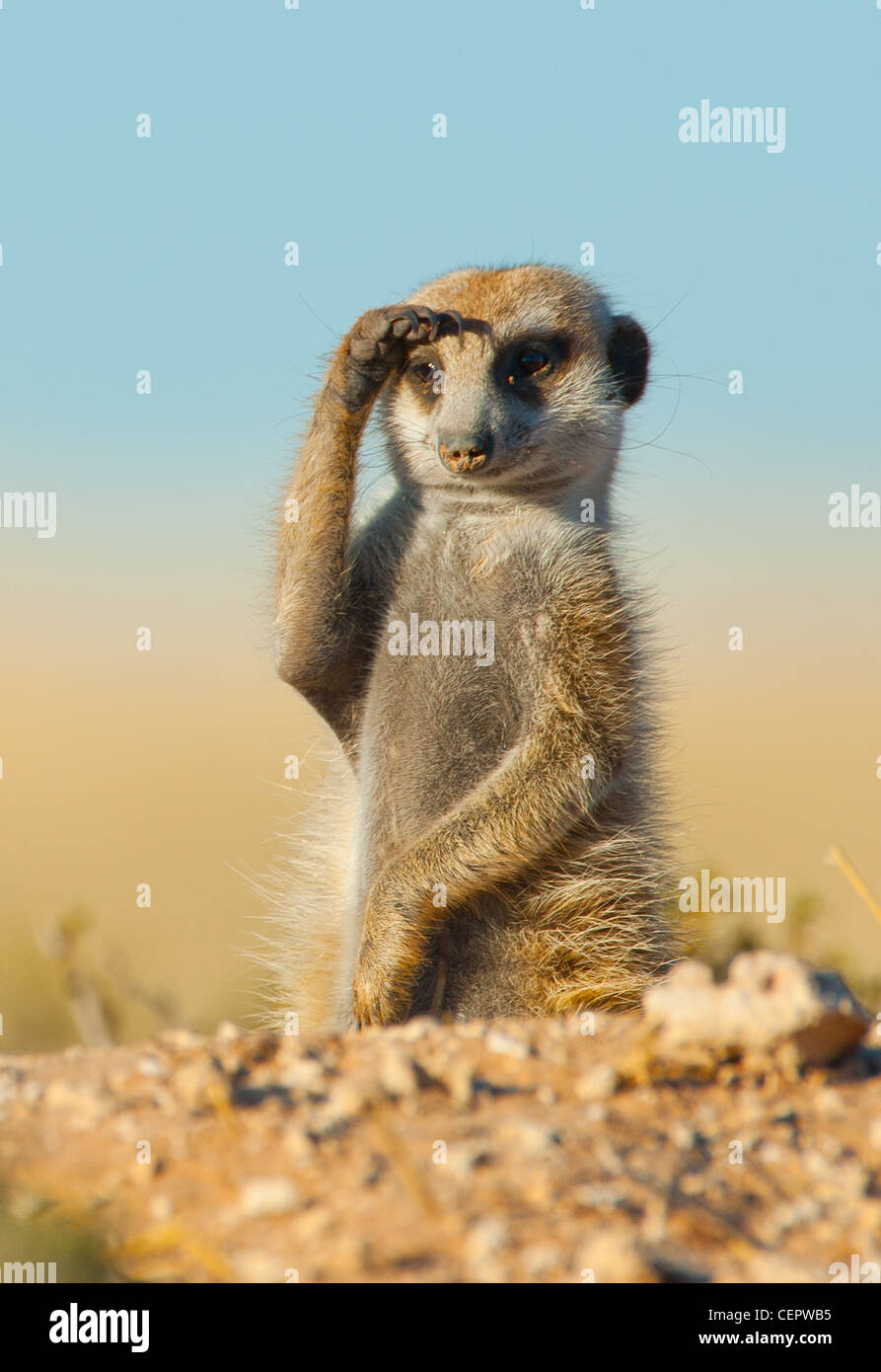 Meerkat Are Always On The Lookout For Danger This One Took It A Bit Stock Photo Alamy