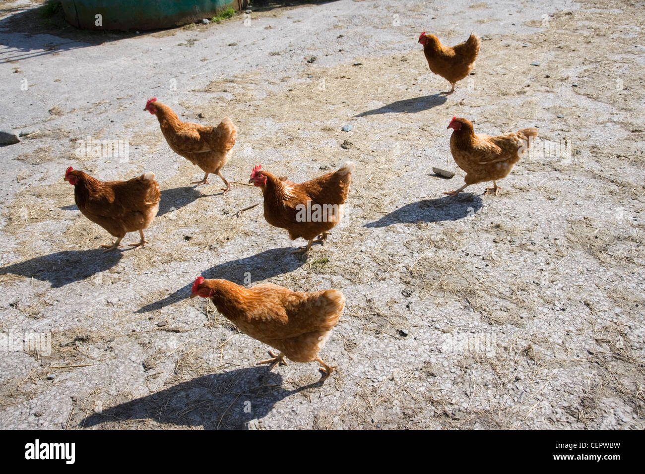Chickens running through a farm yard in the Lake District Stock Photo