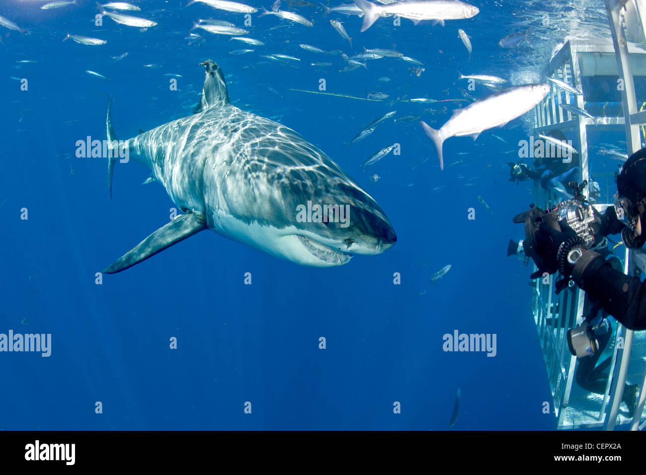 Cage diving with Great White Shark, Carcharodon carcharias, Guadalupe, Baja California, Pacific Ocean, Mexico Stock Photo