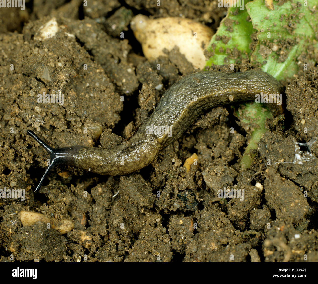A keeled slug (Tandonia budapestensis) on damp soil Stock Photo