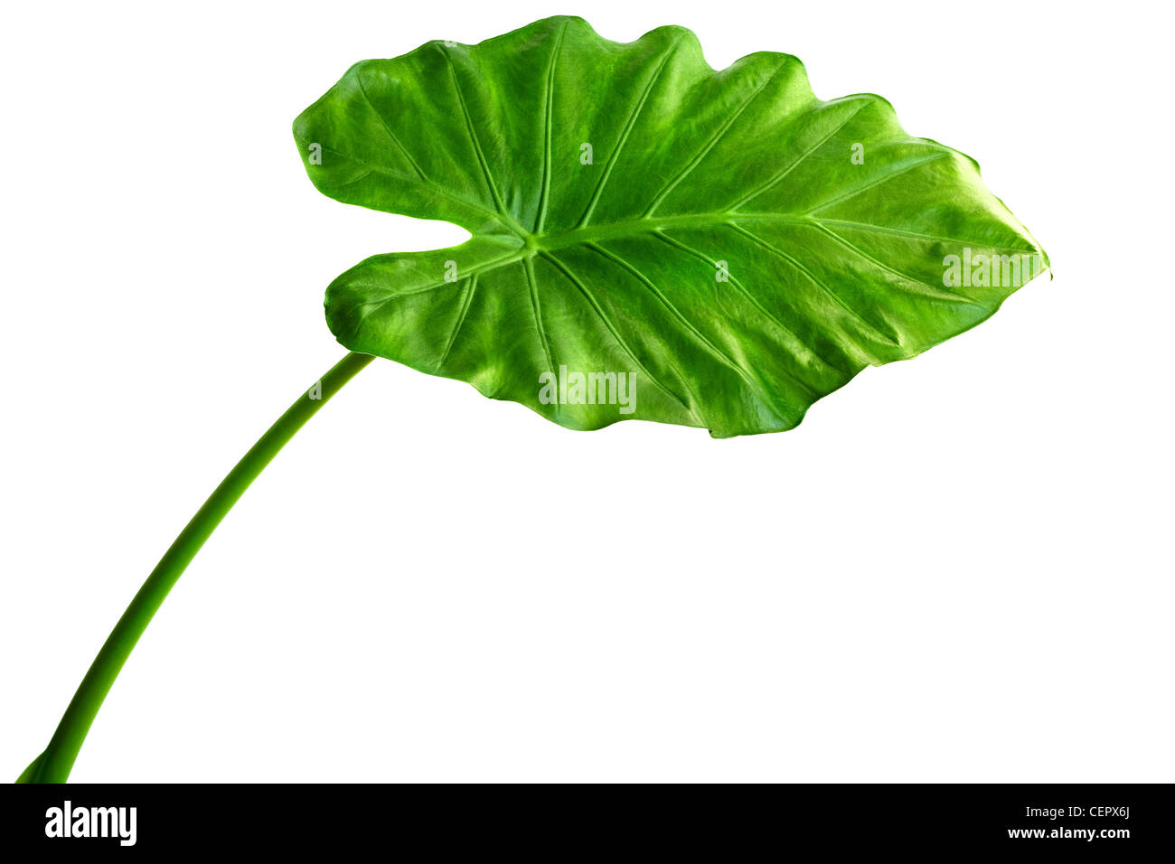 Giant Taro plant leaf also known as:Alocasia machrorhiza,Dieffenbachia (Dumb Cane), Elephant Ear, Cunjevoi isolated on white bac Stock Photo