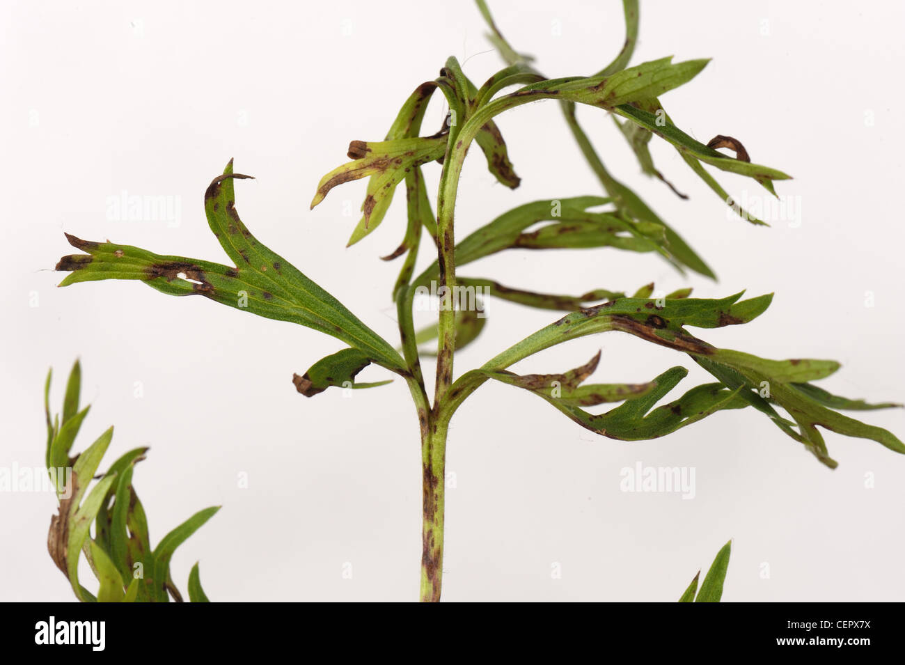 Fungus leaf spot on leaves of a pasque flower (Pulsatilla vulgaris) Stock Photo