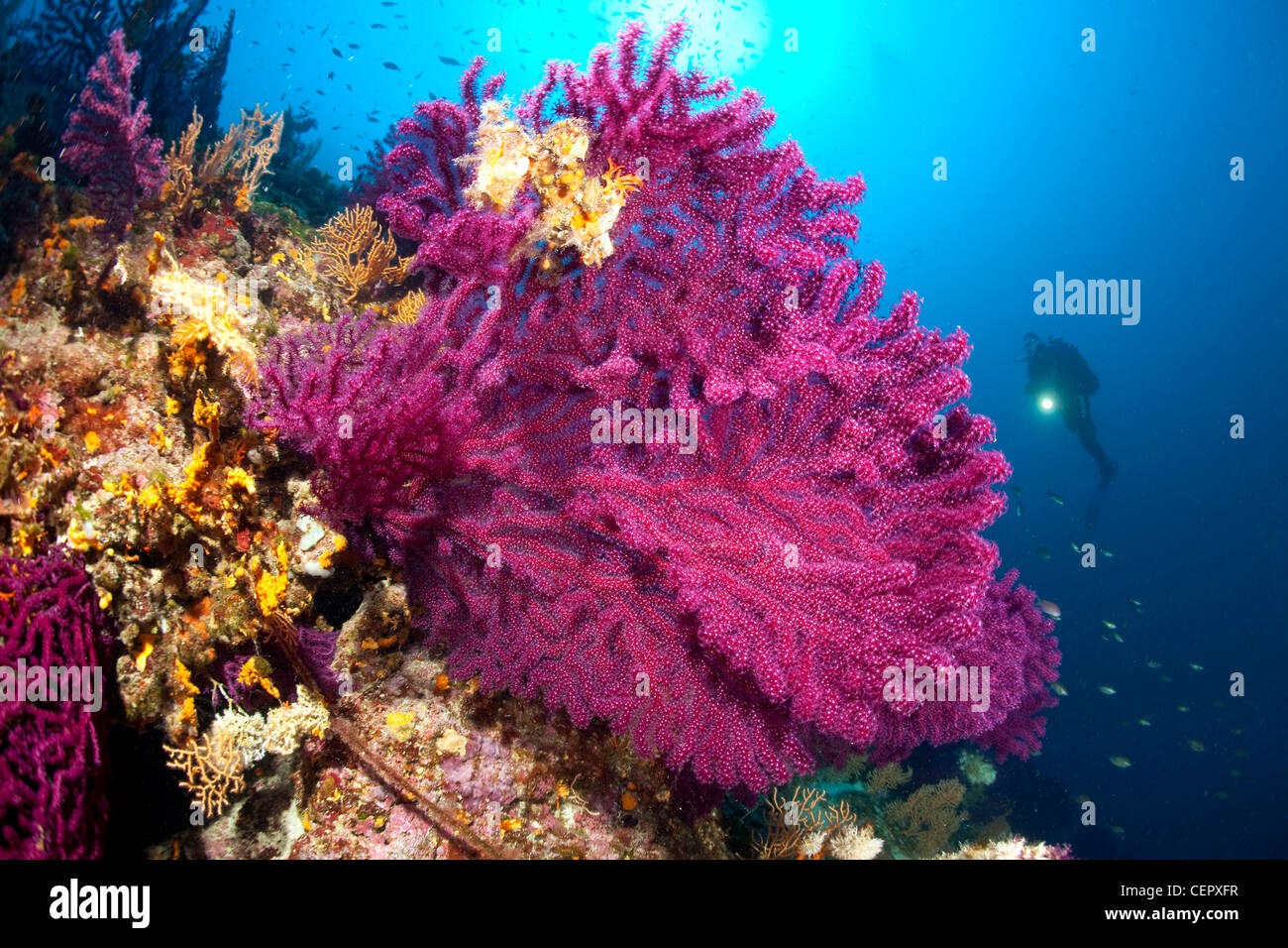 Scuba Diver over Coral Reef, Paramuricea clavata, Vis Island, Adriatic Sea, Croatia Stock Photo