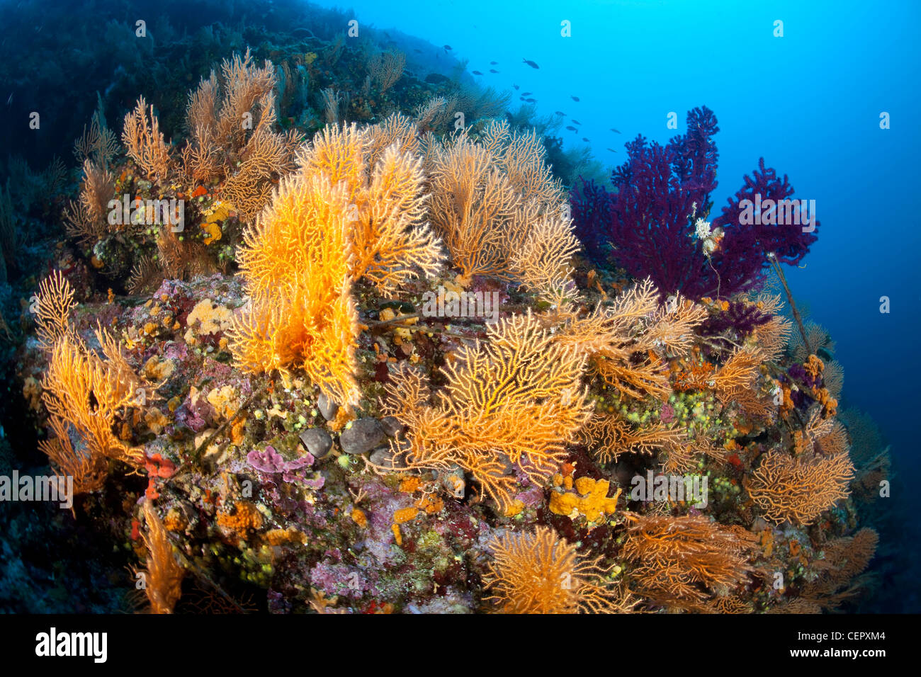 Yellow Gorgonian in Coral Reef, Eunicella cavolini, Vis Island, Adriatic Sea, Croatia Stock Photo
