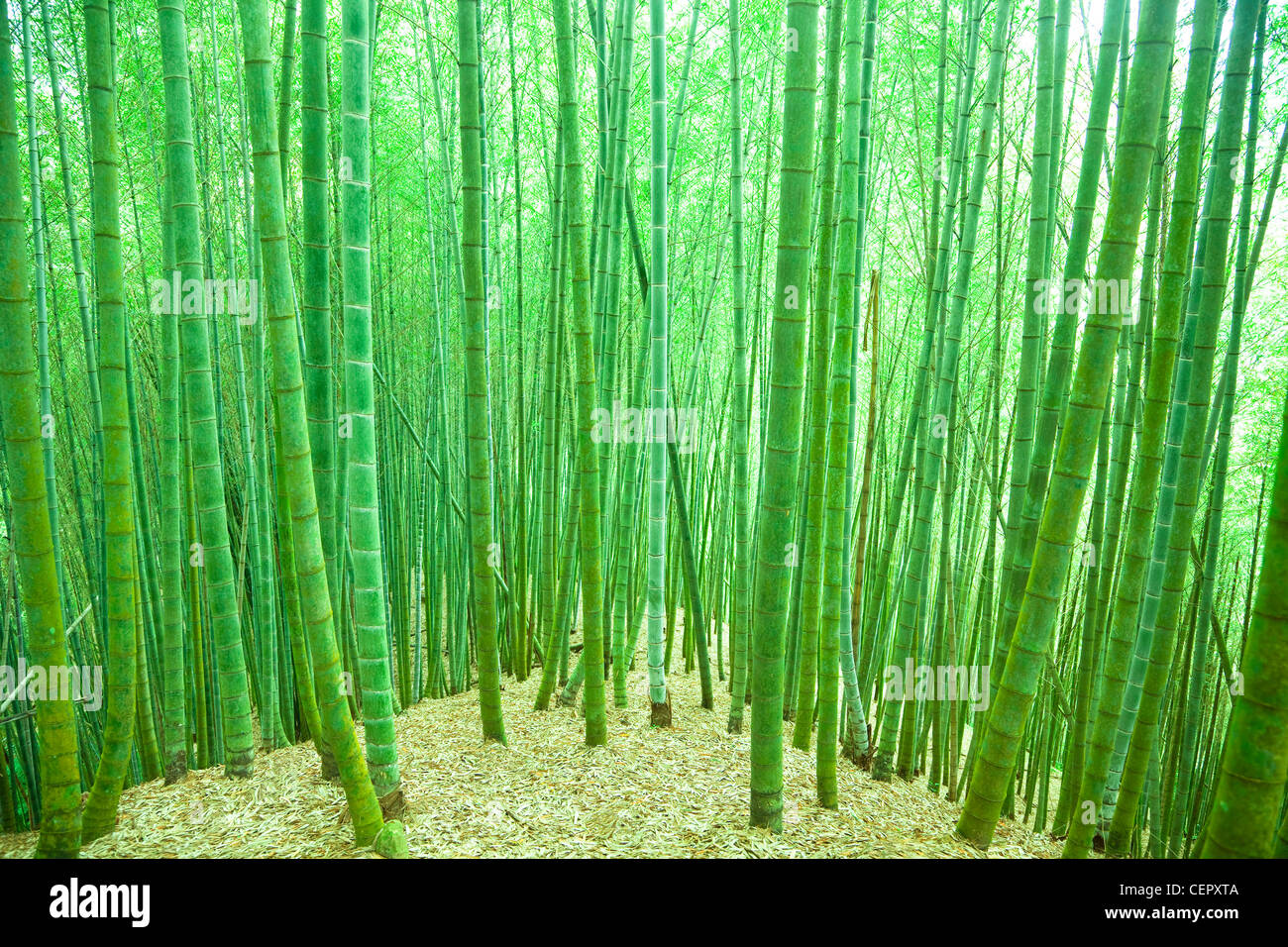 green bamboo forest Stock Photo