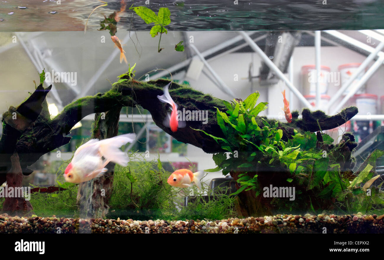 Goldfish in a tank. goldfish (Carassius auratus auratus) is a freshwater fish in the family Cyprinidae of order Cypriniformes. I Stock Photo