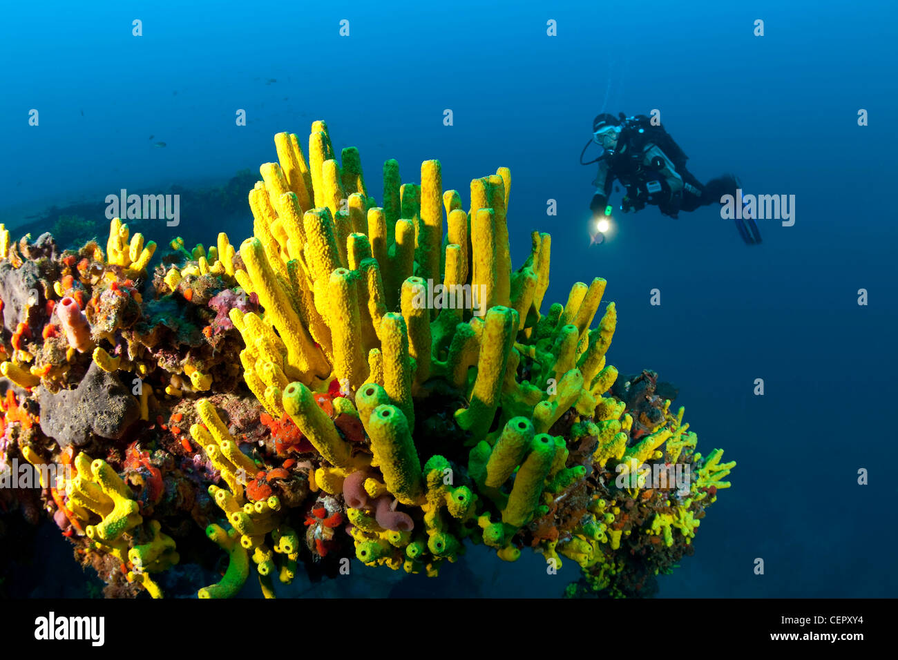 Yellow Sponge Covers Brioni Steamship Wreck Verongia Aerophoba Vis 