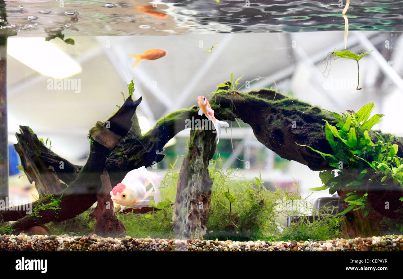 Goldfish in a tank. goldfish (Carassius auratus auratus) is a freshwater fish in the family Cyprinidae of order Cypriniformes. I Stock Photo