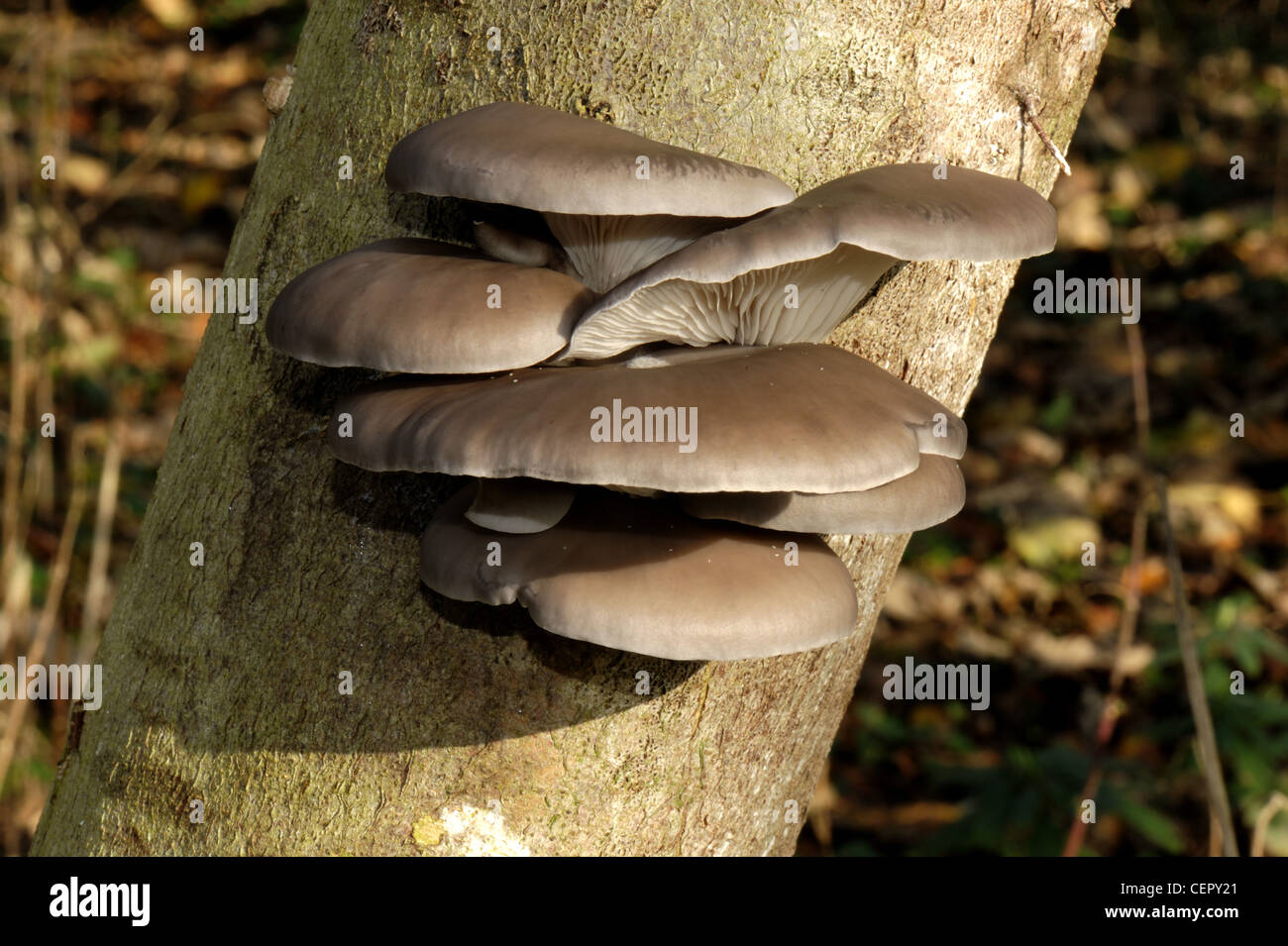 Cultivated oyster mushroom (Pleurotus ostreatus) growing on a beech log after incubation Stock Photo