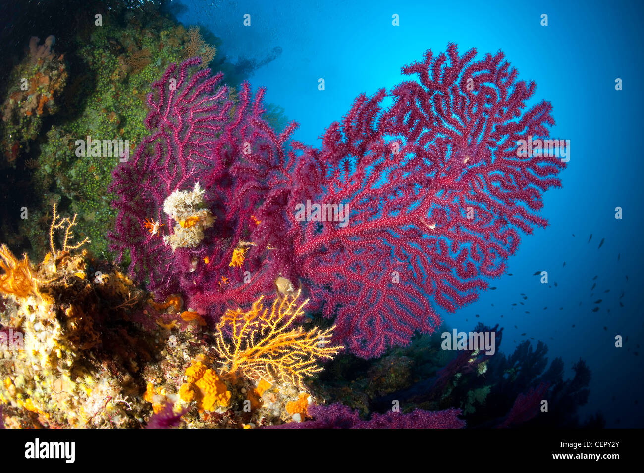 Variable Gorgonian in Coral Reef, Paramuricea clavata, Vis Island, Adriatic Sea, Croatia Stock Photo