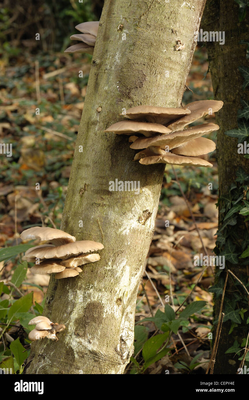 Cultivated oyster mushroom (Pleurotus ostreatus) growing on a beech log after incubation Stock Photo