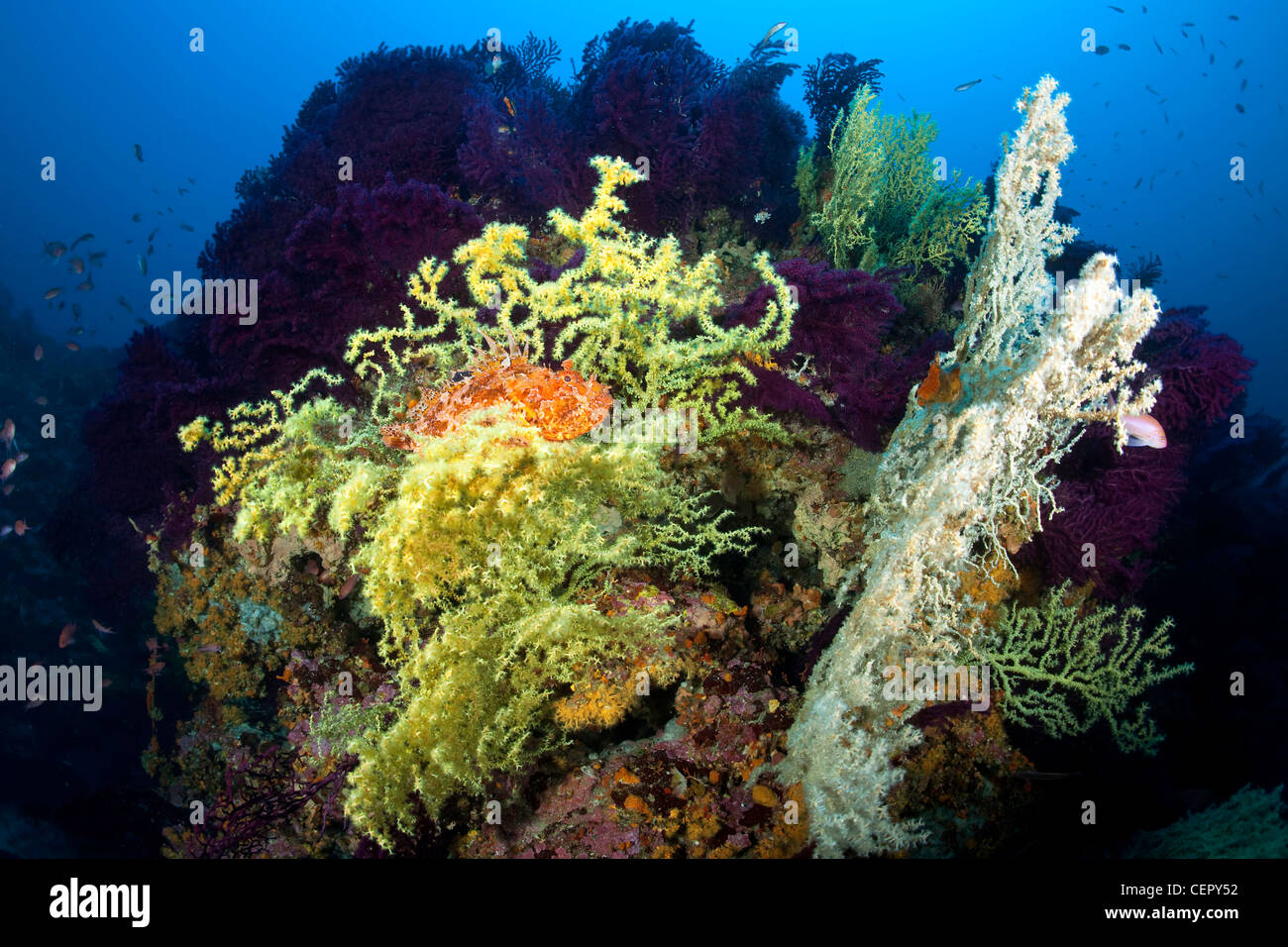 Great Rockfish in Coral Reef, Scorpaena scrofa, Vis Island, Adriatic Sea, Croatia Stock Photo
