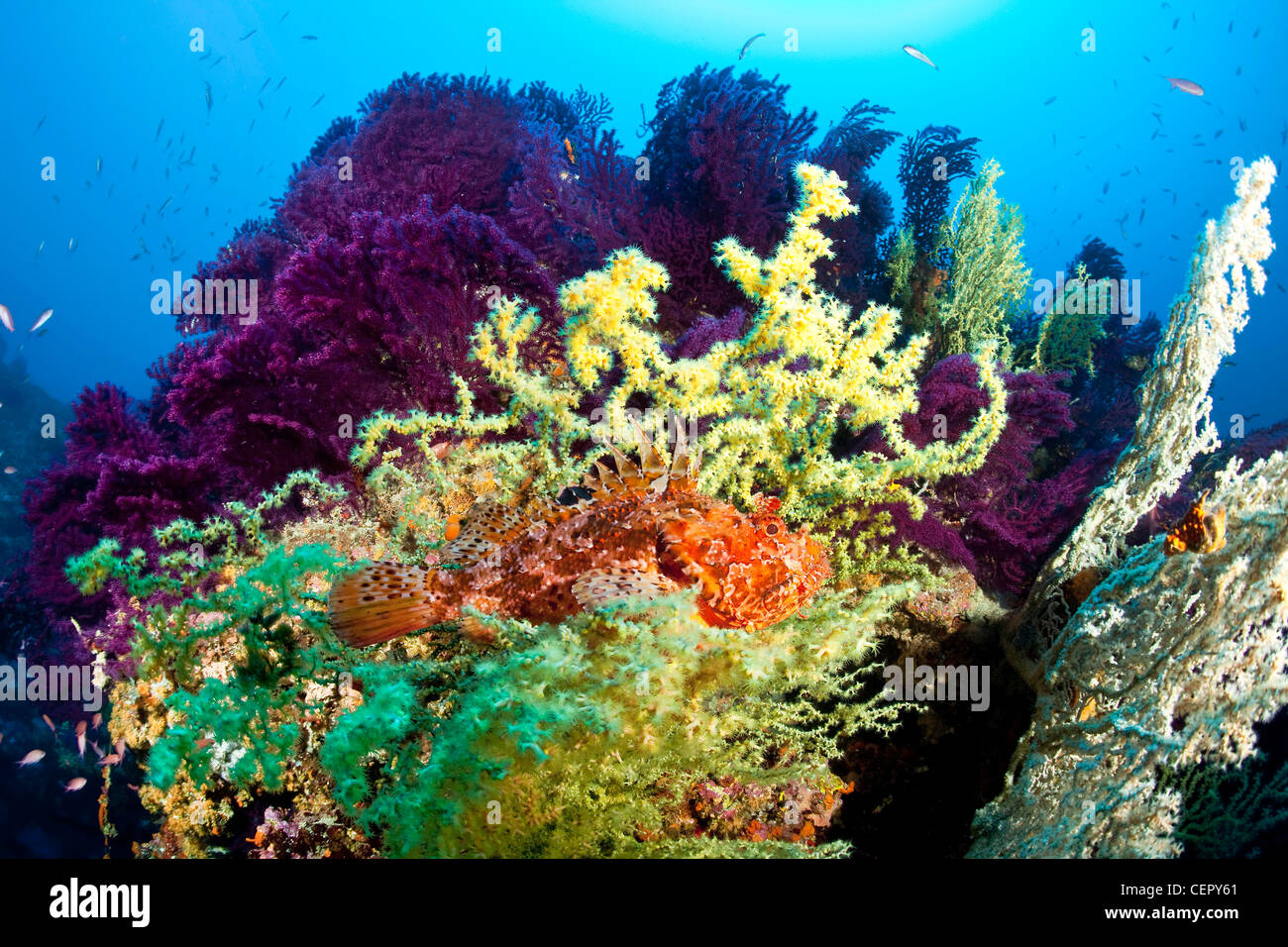 Great Rockfish in Coral Reef, Scorpaena scrofa, Vis Island, Adriatic Sea, Croatia Stock Photo