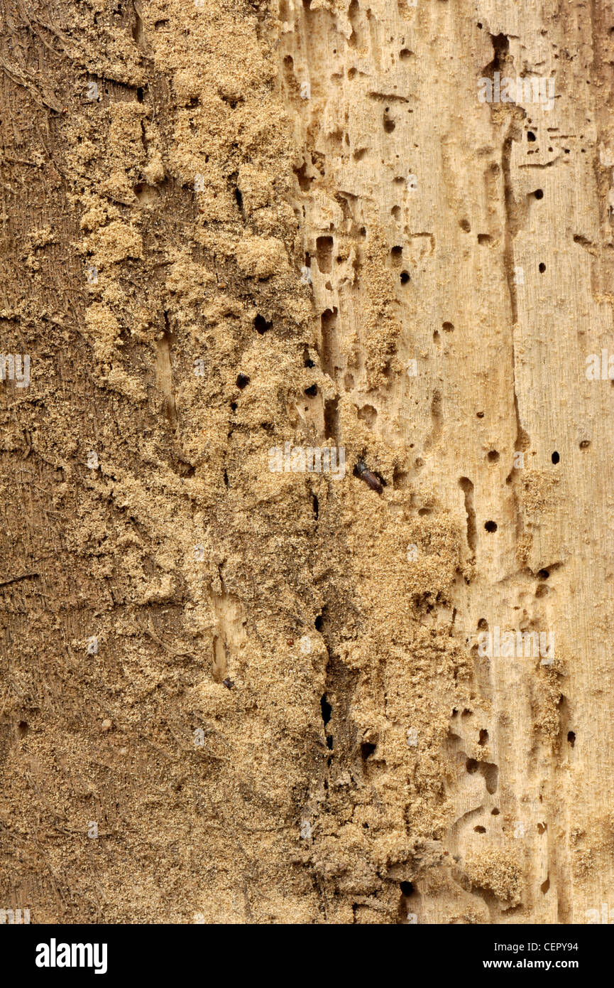 Damage to timber caused by severe woodworm (Anobium punctatum) infestation Stock Photo