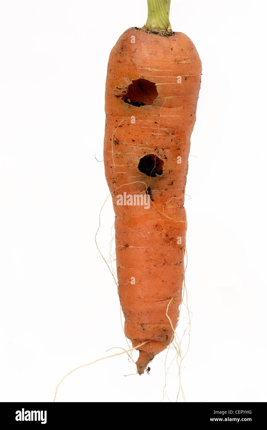 Damage to a carrot root caused by slug feeding Stock Photo Alamy