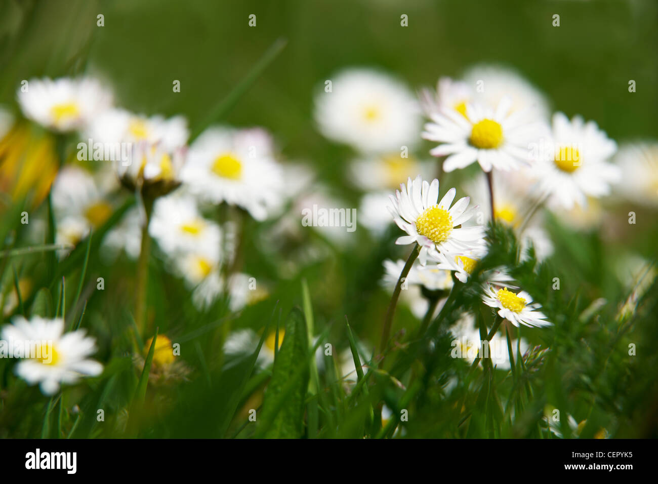 Close-up of Daisies growing in grass. Stock Photo
