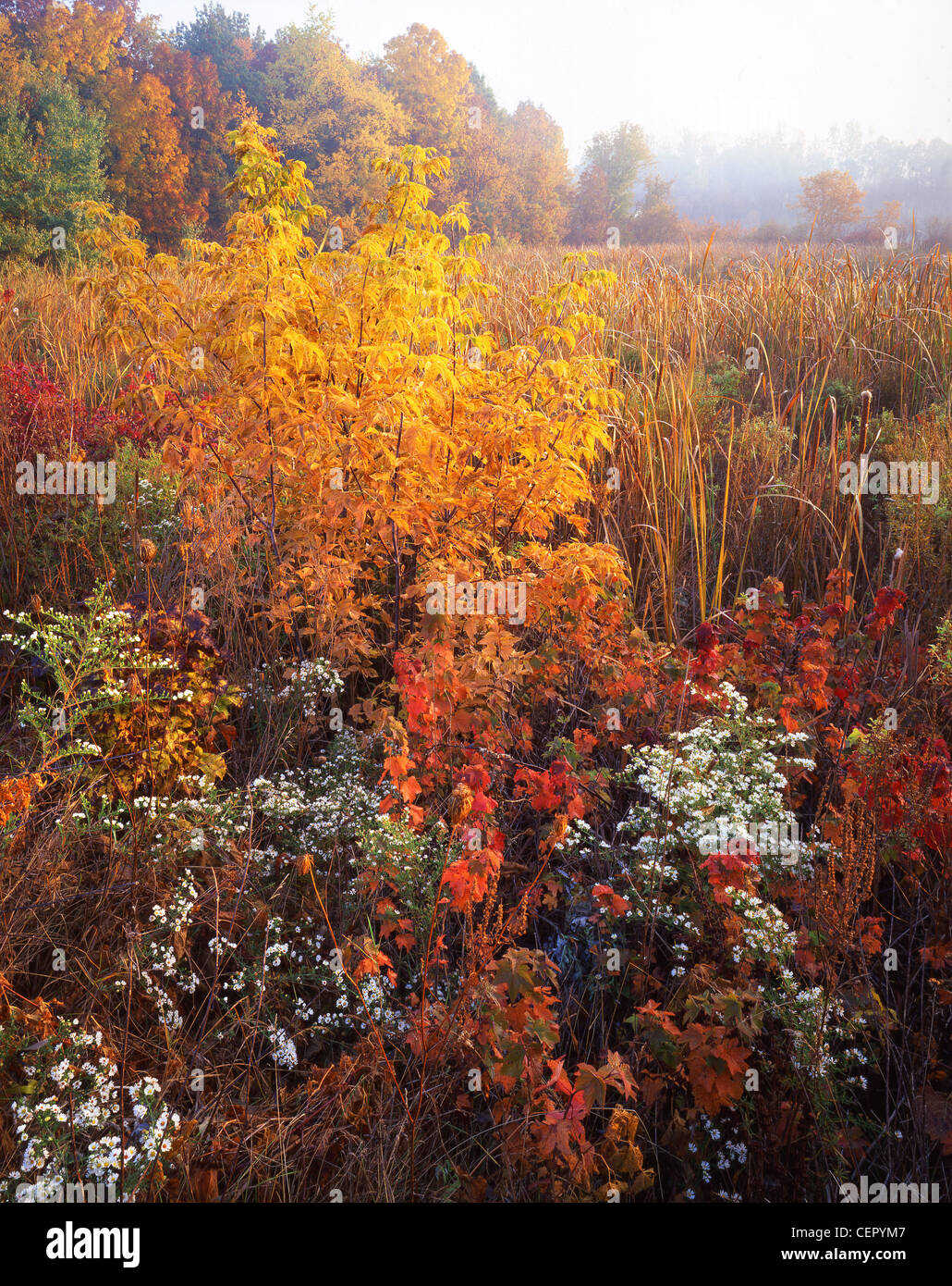 Sunrise on foggy wetland in fall in Moraine Hills State Park, McHenry
