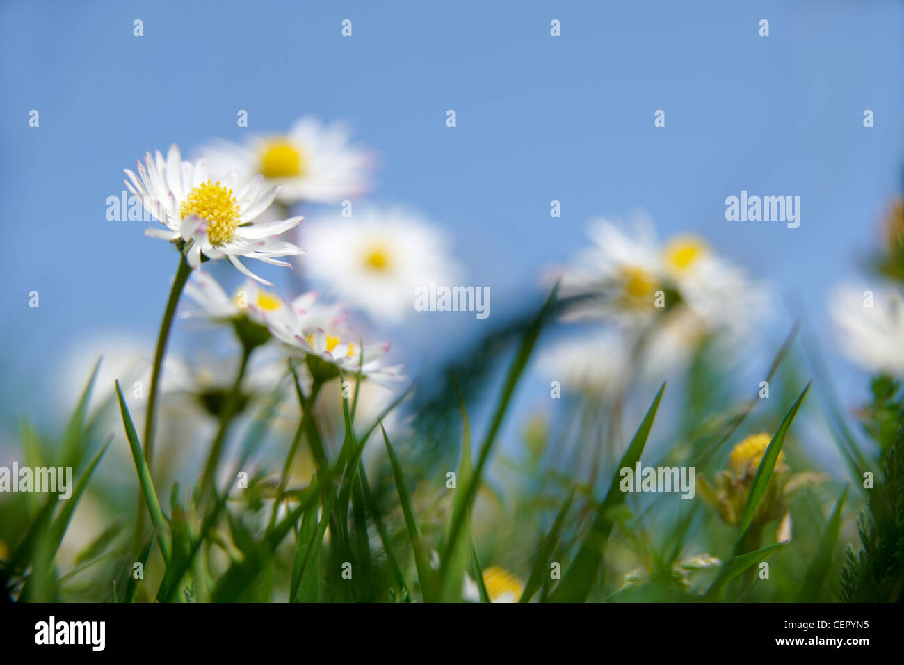 Close-up of Daisies growing in grass against a blue sky. Stock Photo