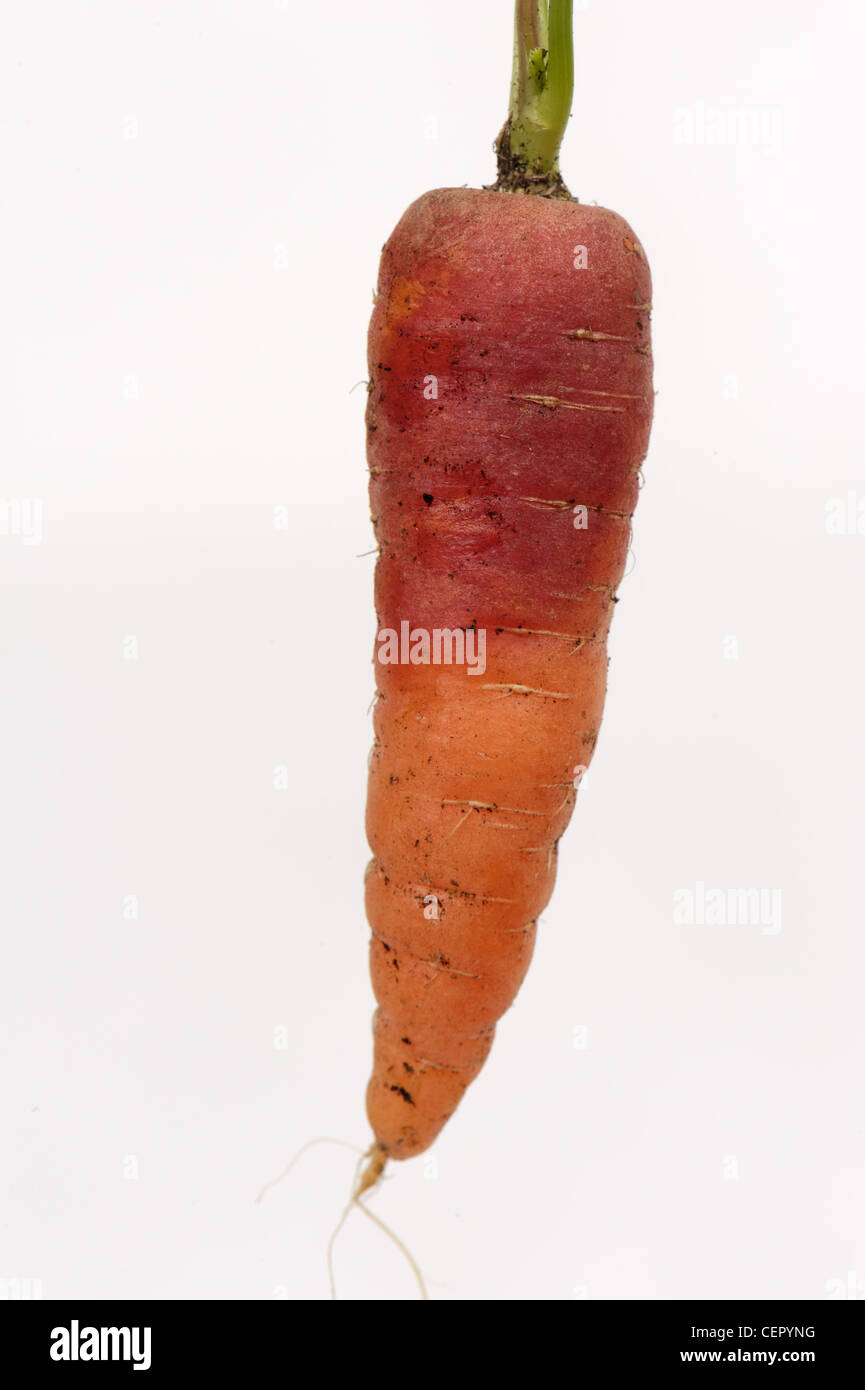 Dark red discolouration, anthocyanin, formed on a carrot root after exposure to light Stock Photo