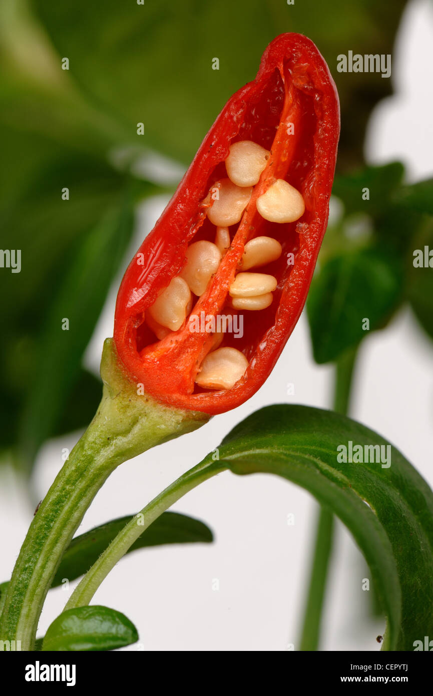 Section through hot red fruit of pot grown chili pepper to show seeds Stock Photo