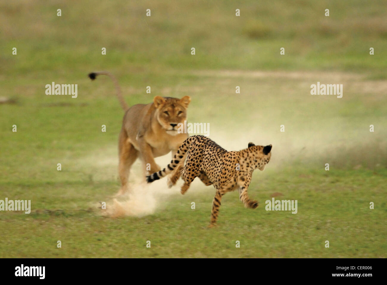 Lion chasing prey hi-res stock photography and images - Alamy