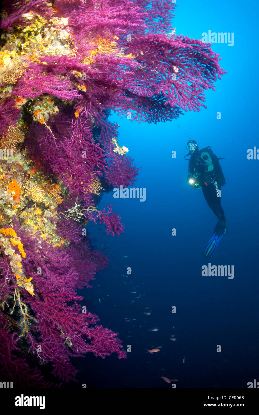 Scuba Diver over Coral Reef, Paramuricea clavata, Vis Island, Adriatic Sea, Croatia Stock Photo