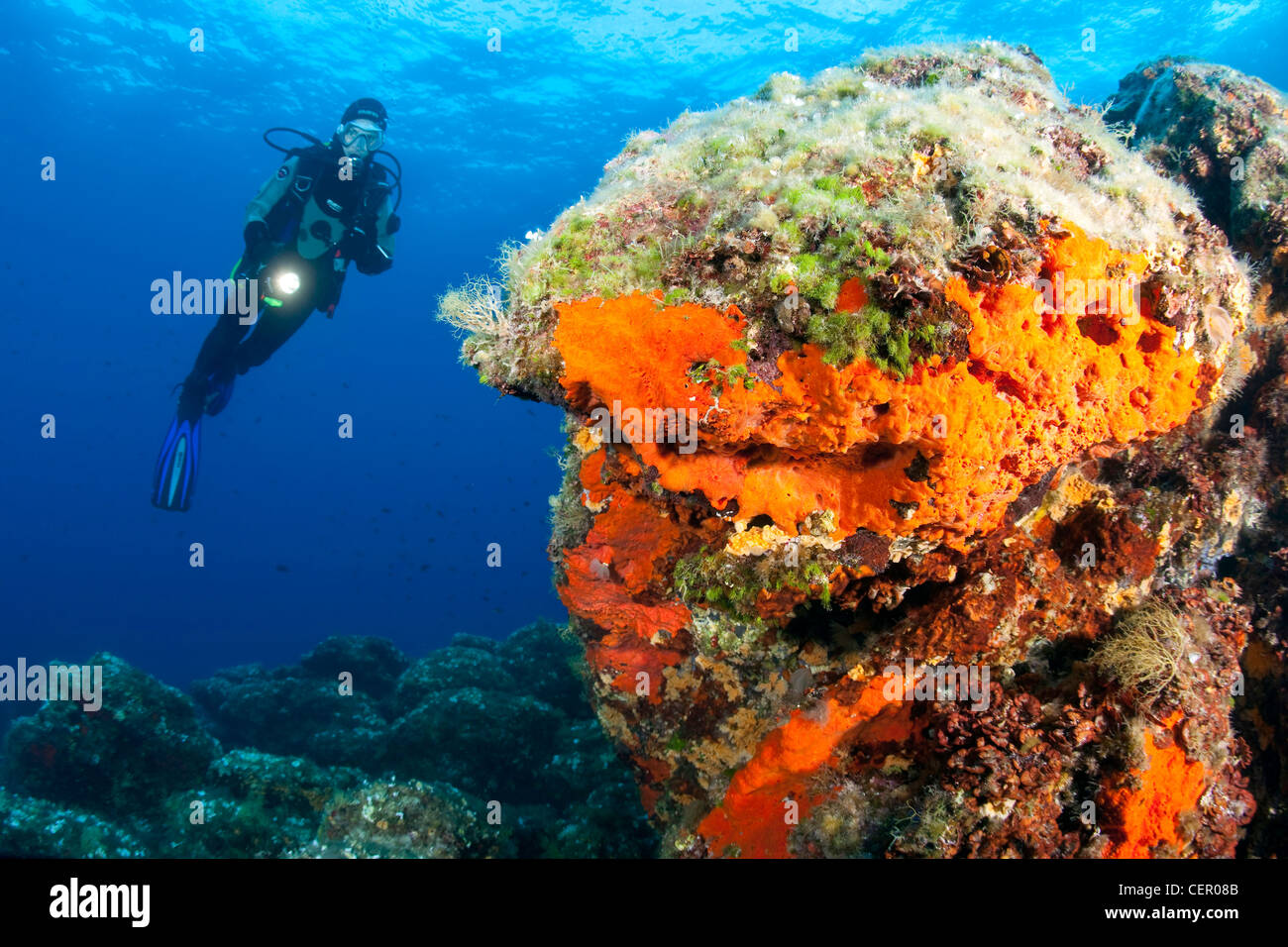Encrustating Red Sponge covers Rock, Spirastrella cunctatrix, Vis Island, Adriatic Sea, Croatia Stock Photo