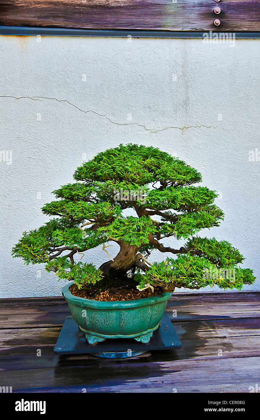 bonsai Stock Photo