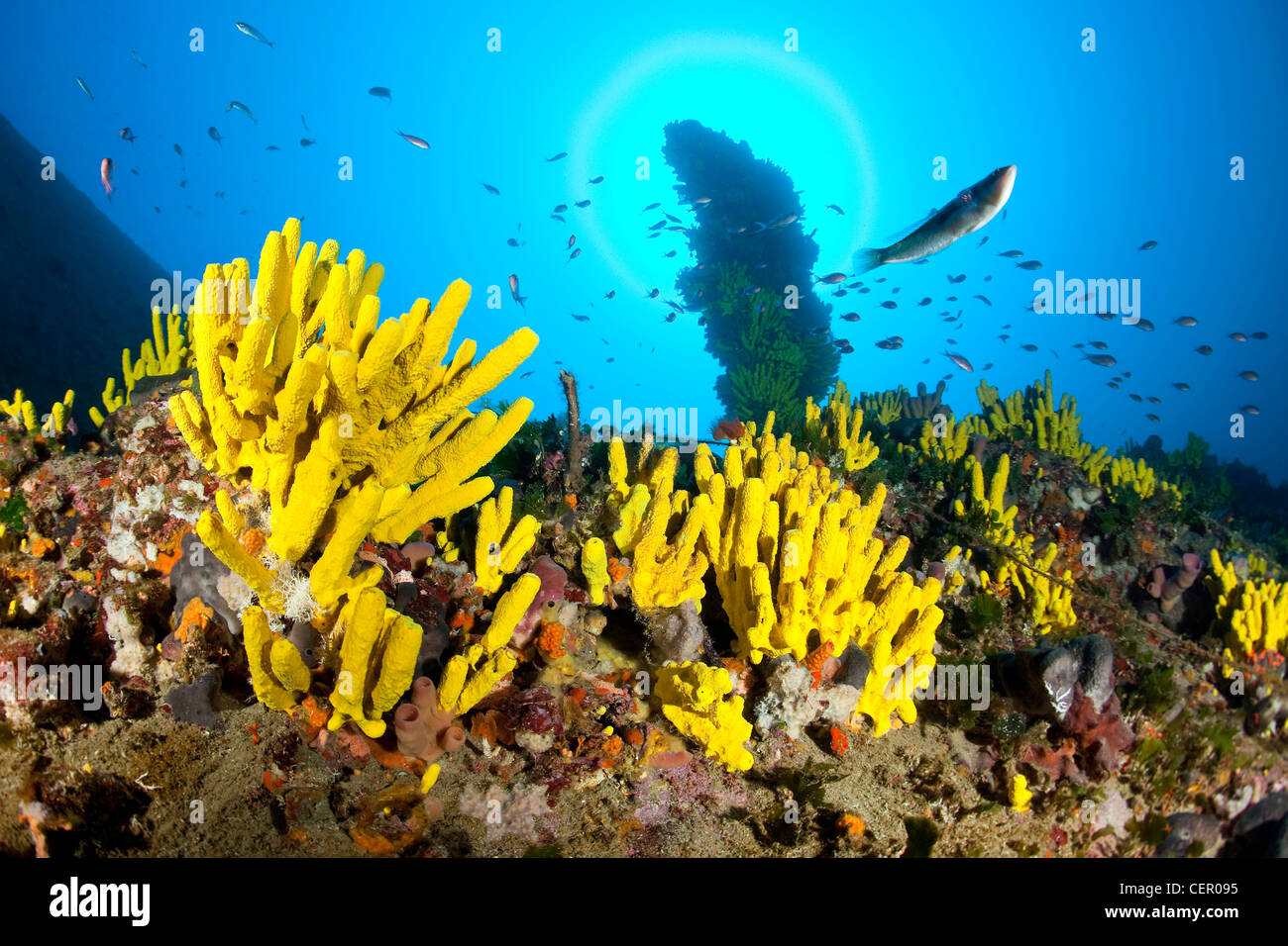 Yellow Sponge on Coral Reef, Verongia aerophoba, Vis Island, Adriatic Sea, Croatia Stock Photo